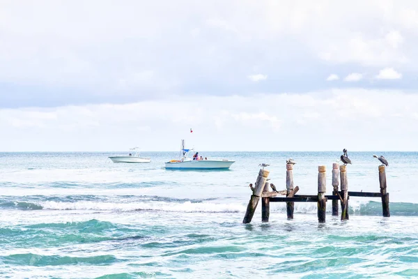 Pelicans and Seagulls Perch on Beach in Riviera Maya, Cancún, Me — Foto Stock