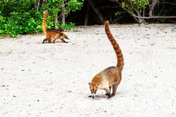 Cancun 'un kumlu sahillerinde dolaşan koatiler veya koatimundiler, — Stok fotoğraf