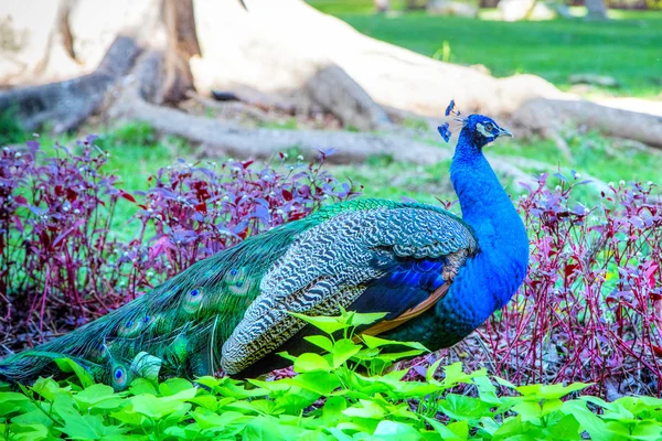 Pavão indiano colorido em um parque de jardim — Fotografia de Stock