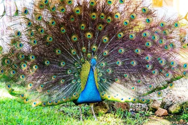 Colorful Indian Peacock in a Garden Park — Stok fotoğraf