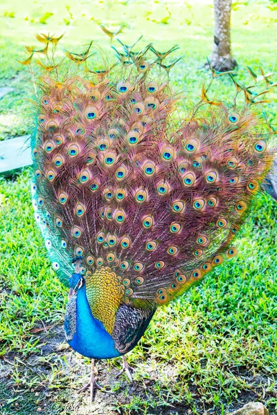 Pavão indiano colorido em um parque de jardim — Fotografia de Stock