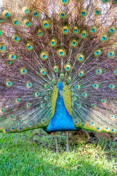 Pavão indiano colorido em um parque de jardim — Fotografia de Stock