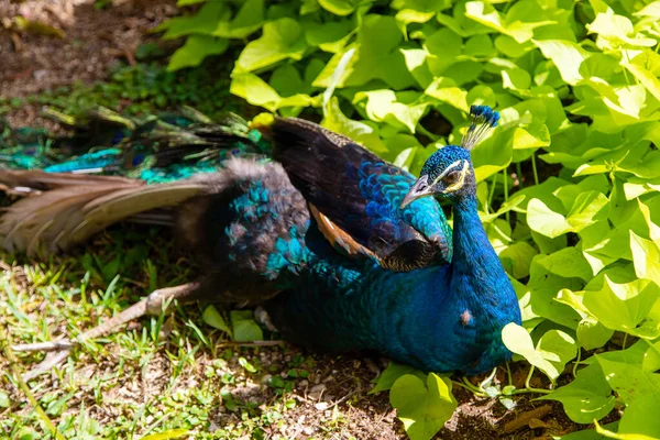 Pavão indiano colorido em um parque de jardim — Fotografia de Stock