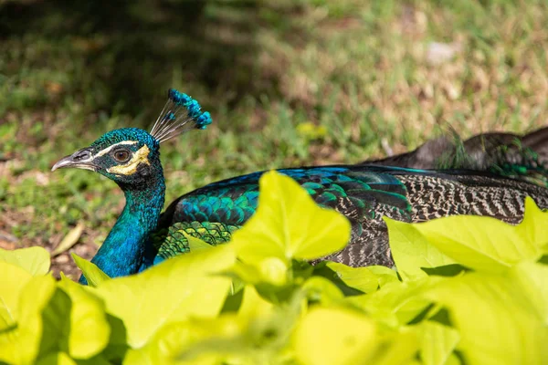 Pavão indiano colorido em um parque de jardim — Fotografia de Stock