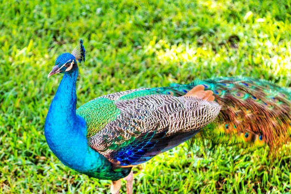 Pavão indiano colorido em um parque de jardim — Fotografia de Stock