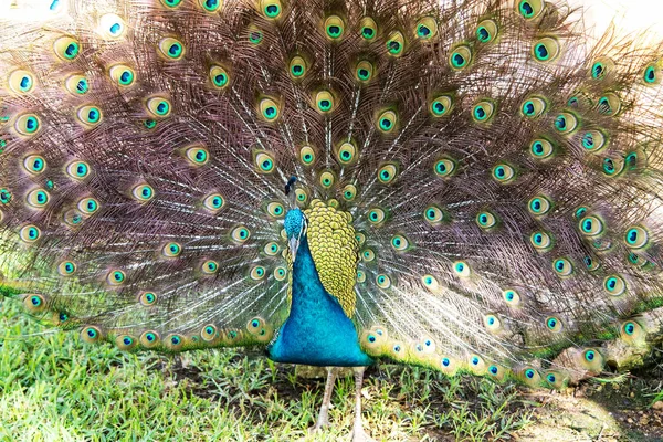 Pavão indiano colorido em um parque de jardim — Fotografia de Stock