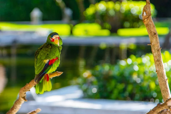 White-Fronted Amazon Parrot on Natural Bokeh Background — Stock Photo, Image