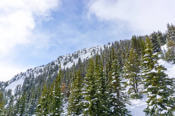 Pinos Cubiertos Nieve Después Una Nevada Una Montaña Alto Del — Foto de Stock