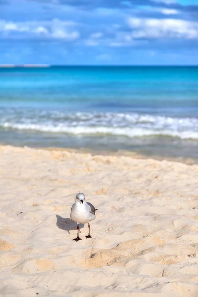 Seagull Bird Sandy Beach Caribbean Coast Cancun Mexico Swimmers Ocean — Stock Photo, Image