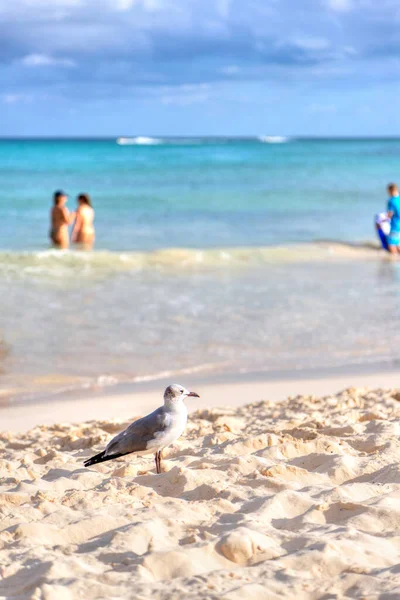 Racek Pták Písečné Pláži Karibském Pobřeží Cancúnu Mexiko Plavci Zázemí — Stock fotografie