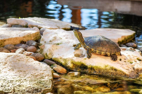 Ţestoasă Terrapină Urechi Roşii Într Iaz Broasca Testoasa Este Specie — Fotografie, imagine de stoc