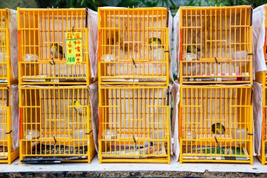 Hong Kong, Hong Kong SAR - 10 Temmuz 2017: Kowloon, Hong Kong 'daki Yuen Po Street kuş bahçesinde kafesteki kuşlar. Halk parkı, düzinelerce tezgahın egzotik kuş sattığı geleneksel bir Çin bahçesi gibi tasarlandı.