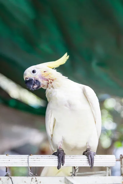 Cacatua Crista Amarela Enxofre Venda Jardim Pássaros Yuen Street Kowloon — Fotografia de Stock