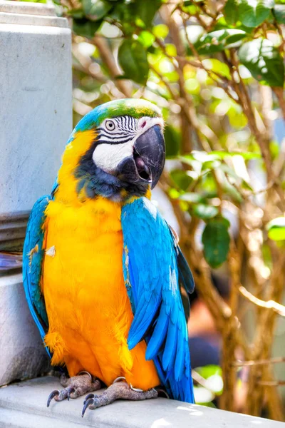 Papagaio Arara Azul Amarelo Venda Jardim Pássaros Yuen Street Kowloon — Fotografia de Stock