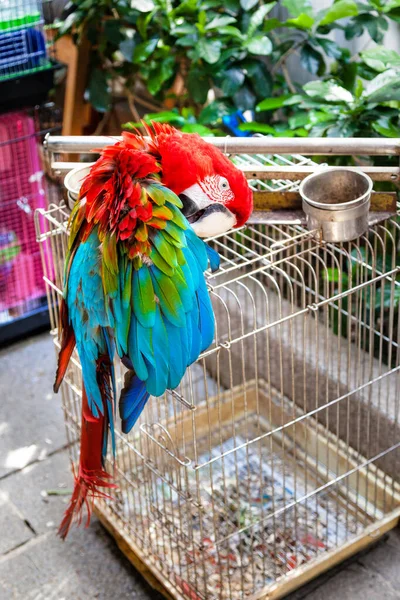 Papuga Macaw Dziobająca Pióra Przed Klatką Dla Ptaków Ogrodzie Ptaków — Zdjęcie stockowe