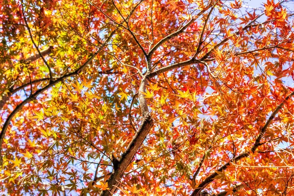 Podzimní Strom Červenými Žlutými Japonskými Javory Listy Pozadí — Stock fotografie