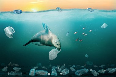 Deniz aslanı, deniz kirliliği sorununu göstermek için okyanusta plastik çöplerle dolu çöp torbası yiyor. Her yıl en az 8 milyon ton plastik okyanuslara dökülüyor ve deniz atıklarının çoğunu yüzey sularından derin deniz çökeltilerine dönüştürüyor..