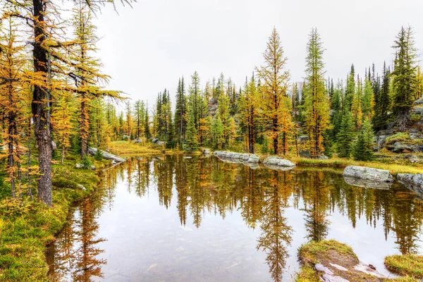 在加拿大约荷国家公园落基山脉奥哈拉湖的Opabin小径上 金色的落叶松映衬在平静的水面上 — 图库照片