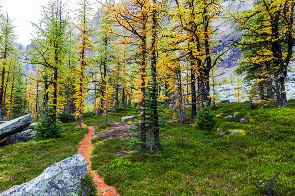 Una Ruta Senderismo Conduce Través Del Bosque Bordeado Hermosos Alerces — Foto de Stock