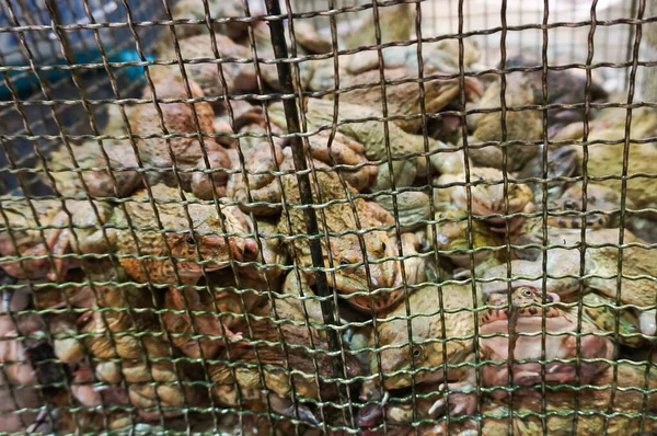 中国の野生動物市場で珍味として販売のためのケージで東アジアのブルカエルや台湾のカエルをライブ — ストック写真
