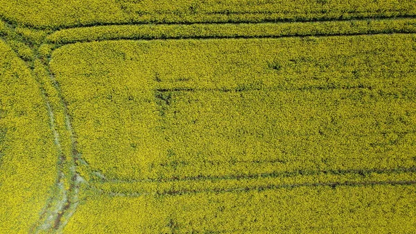 Beautiful Yellow Fields Spring — Stock Photo, Image