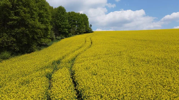 Прекрасные Желтые Поля Весной — стоковое фото