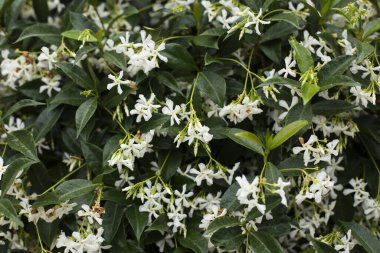 Yasemin güneşte güzel çiçek açtı.