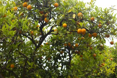  Portakal ağacı ve güneşte portakal meyvesi