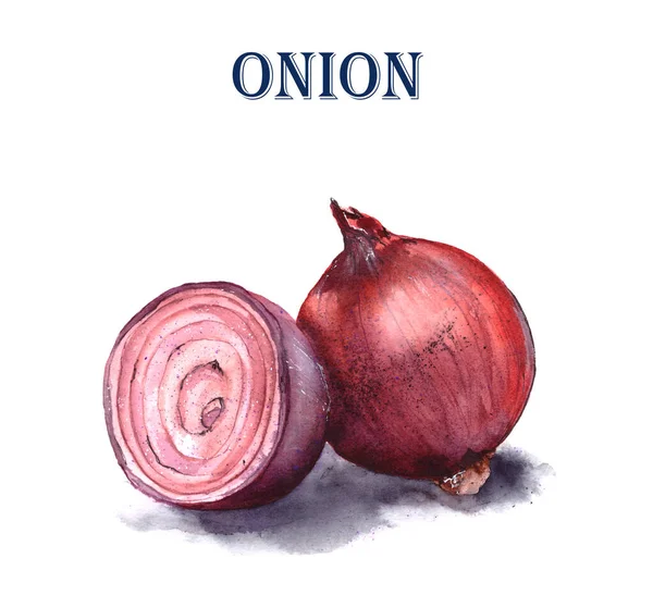 Llustration of red onion on a white background — Stock Photo, Image