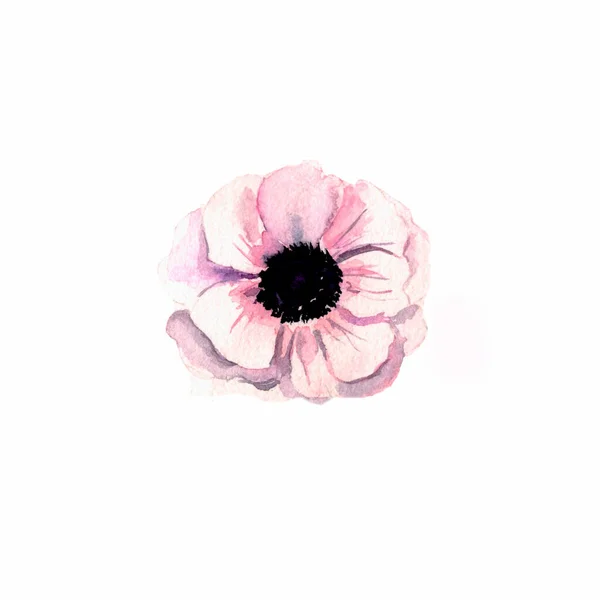 Illustration White Background Single Anemone Bud Botani — Stock Photo, Image