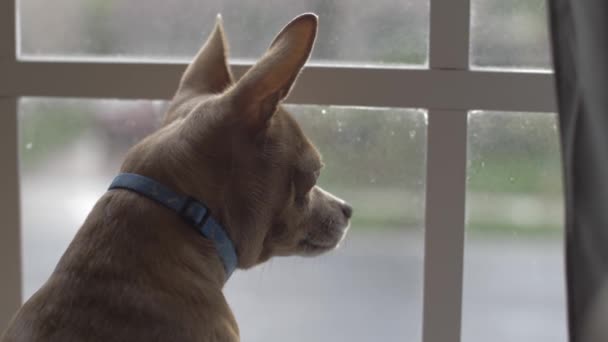 Dog Looking Out Window Sad Day Close Shot Slow Motion — Stock Video