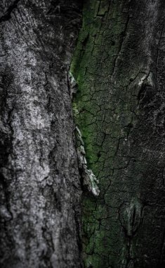 Güzel yeşil orman arka planı Yin Yang 'ın iki yarısı gibi.