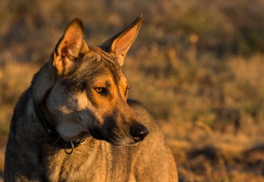Şafakta bir köpeğin portresi