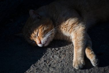 Asfaltta uyuyan beyaz ve sarı bir kedinin portresi