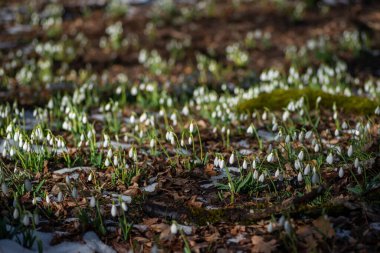 İlkbaharın başında ormanda kar damlaları ve bokeh arkaplan