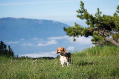 Bahar dağlarında av köpeği
