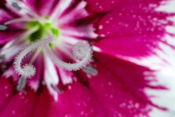 Supermacro Fundo Flor Cravo Rosa — Fotografia de Stock