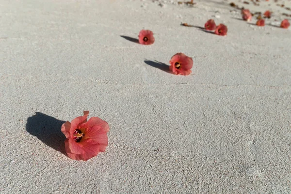 Rote Blumen Einem Weißen Sandstrand — Stockfoto