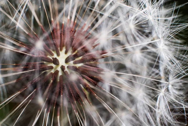 Dandelion Seeds Close View — Stock Photo, Image