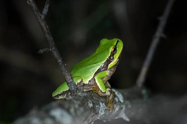 暗い背景に枝に緑のカエル — ストック写真