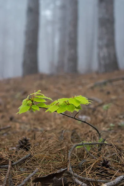 Zielony Buk Kiełkuje Mglistym Lesie Sosnowym — Zdjęcie stockowe