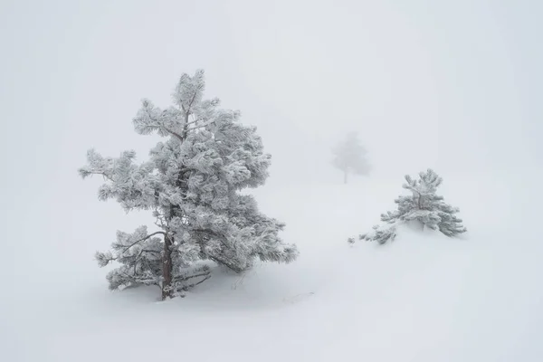 Trois Pins Dans Brouillard Épais Dans Les Montagnes Crimée — Photo