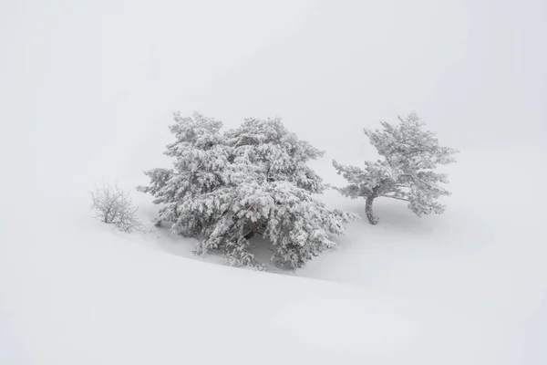 Grupo Árvores Nevoeiro Denso Inverno Montanhas Crimeia — Fotografia de Stock
