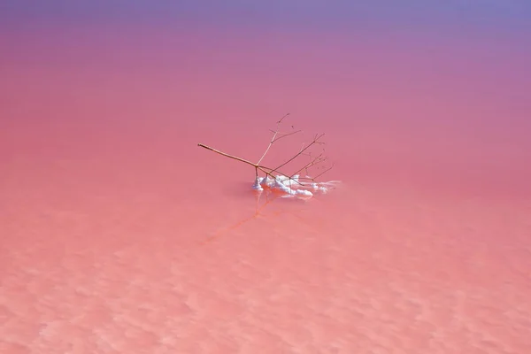 Getrockneter Zweig Einem Rosa Salzsee Auf Der Krim — Stockfoto