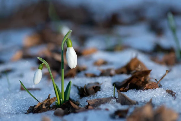 Caída Nieve Galanthus Bosque Principios Primavera Con Nieve Sobre Fondo —  Fotos de Stock