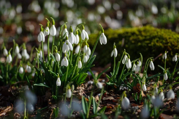 Gotas Neve Floresta Início Primavera — Fotografia de Stock