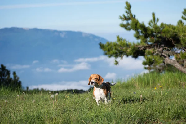 Bahar dağlarında av köpeği