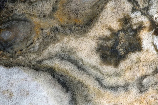 Textura Coral Fossilizado Branco Marrom Substituída Por Quartzo — Fotografia de Stock