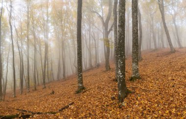 Sarı sonbahar kayın ormanları siste