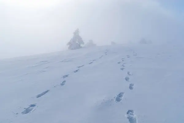 Empreintes Pas Allant Dans Brouillard Dans Les Montagnes — Photo